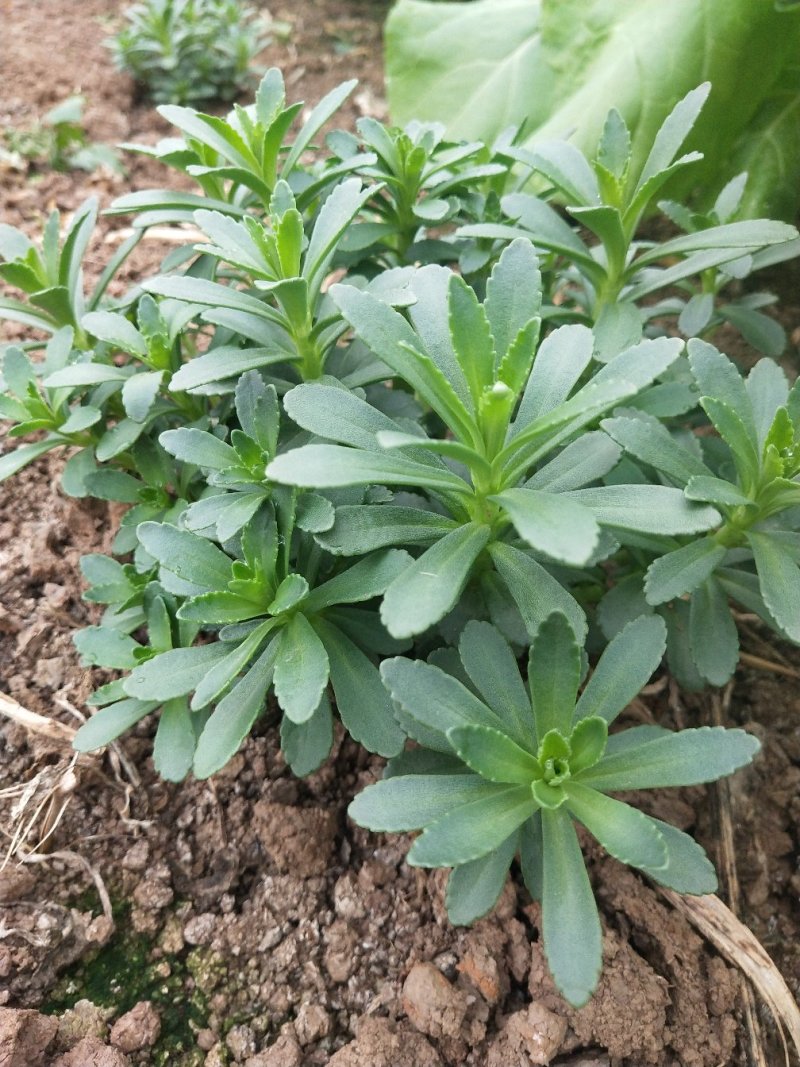 湖北武汉养心菜救心菜景天三七