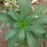 湖北武汉养心菜救心菜景天三七