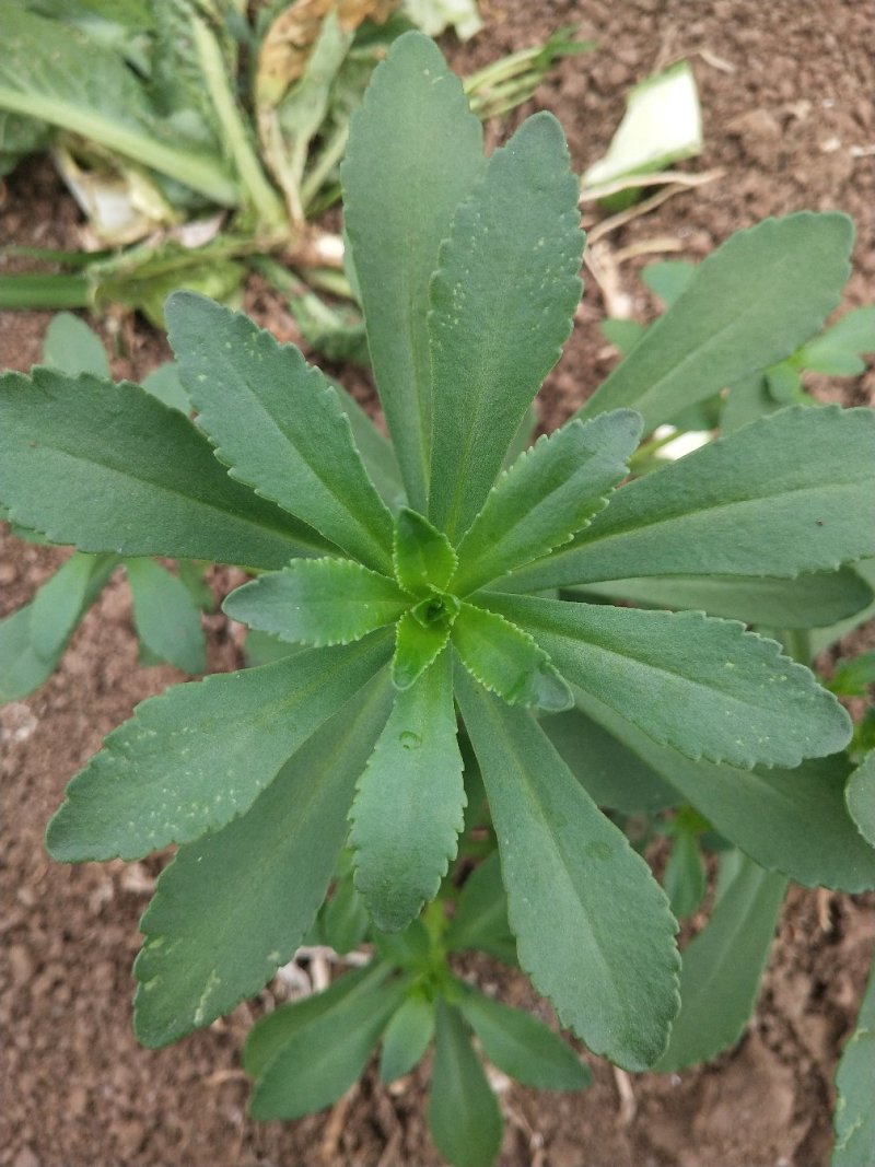 湖北武汉养心菜救心菜景天三七