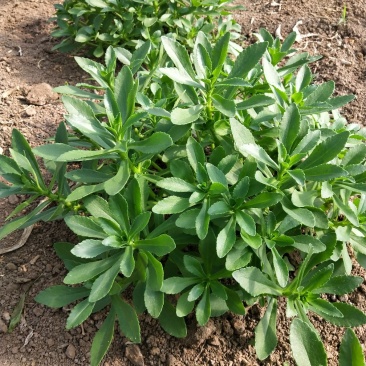 湖北武汉养心菜救心菜景天三七