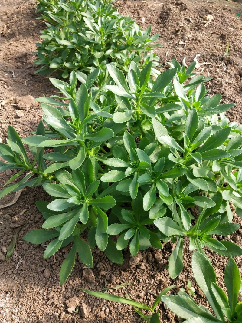 湖北武汉养心菜救心菜景天三七