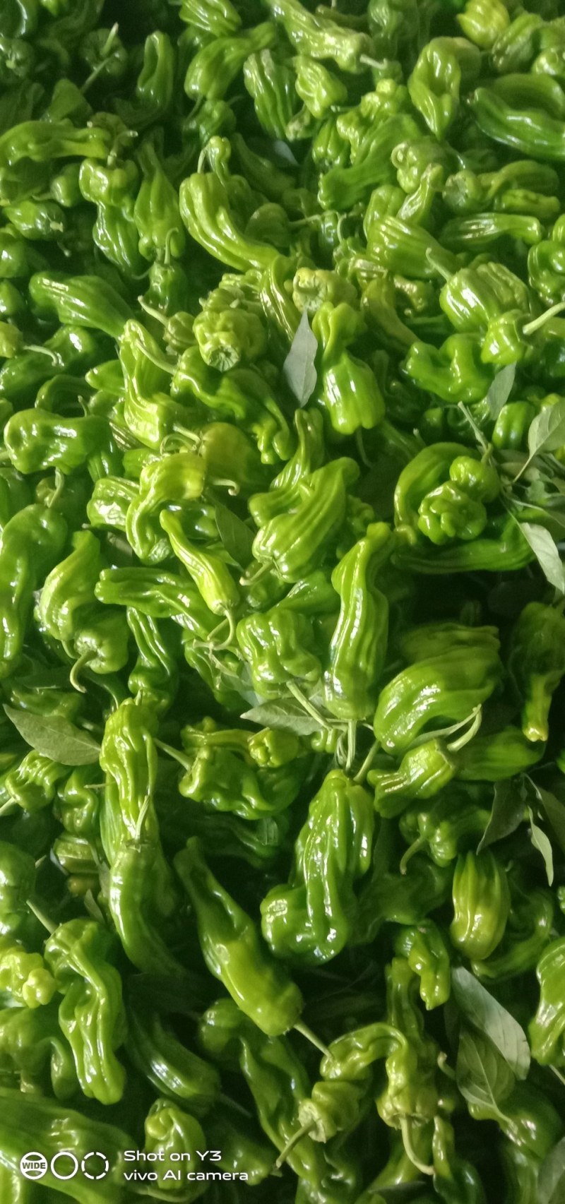 薄皮青椒，货源充足，量大从优，欢迎联系订购！