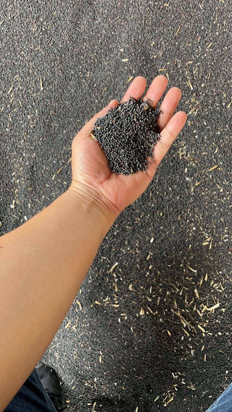本地菜籽江苏菜籽味道香油色上等新菜籽大量上市