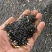 本地菜籽江苏菜籽味道香油色上等新菜籽大量上市