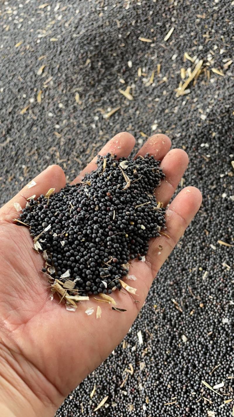本地菜籽江苏菜籽味道香油色上等新菜籽大量上市