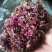 平阴玫瑰花托万亩玫瑰种植加工基地