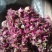 平阴玫瑰花托万亩玫瑰种植加工基地