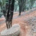 丛生桂花15-20-30-40-50-70公分各规格树
