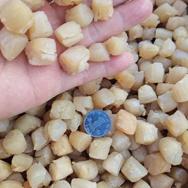 扇贝丁瑶贝柱干净无杂货！多种规格大量有货！一手货源