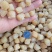 扇贝丁瑶贝柱干净无杂货！多种规格大量有货！一手货源