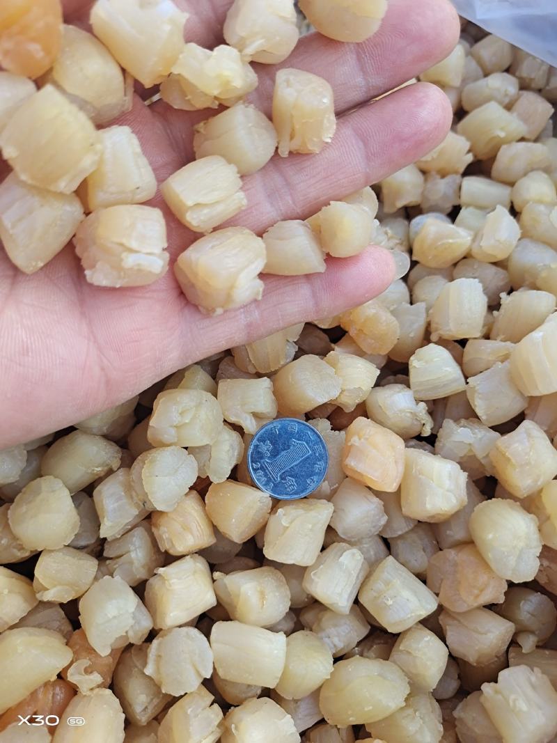 扇贝丁瑶贝柱干净无杂货！多种规格大量有货！一手货源