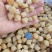 扇贝丁瑶贝柱干净无杂货！多种规格大量有货！一手货源