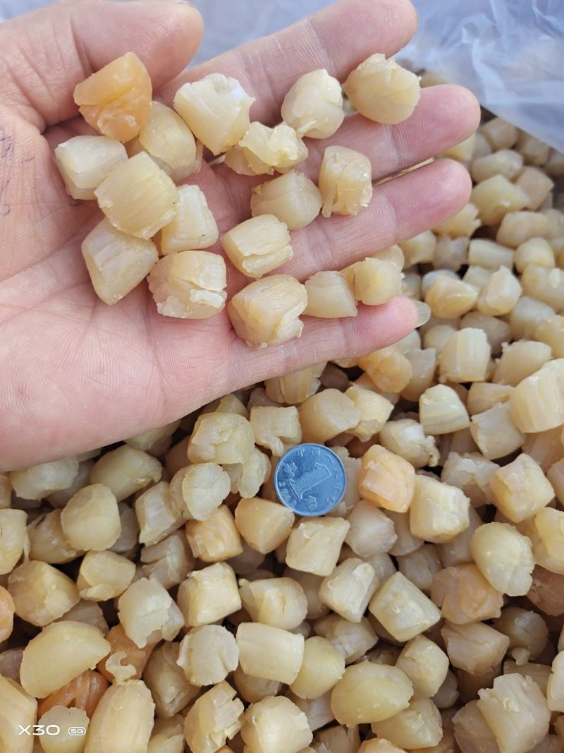 扇贝丁瑶贝柱干净无杂货！多种规格大量有货！一手货源