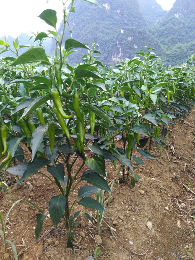 宝能辣椒，小嫂子的理想选择，你还在等什么呢？