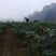 宝能辣椒，小嫂子的理想选择，你还在等什么呢？