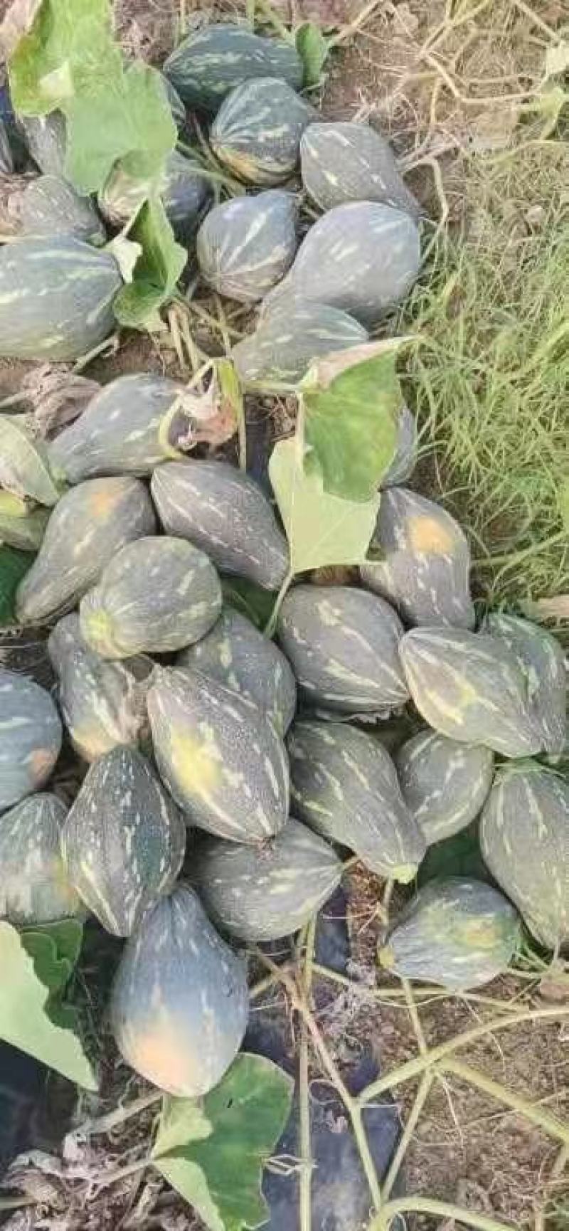 云南香芋南瓜