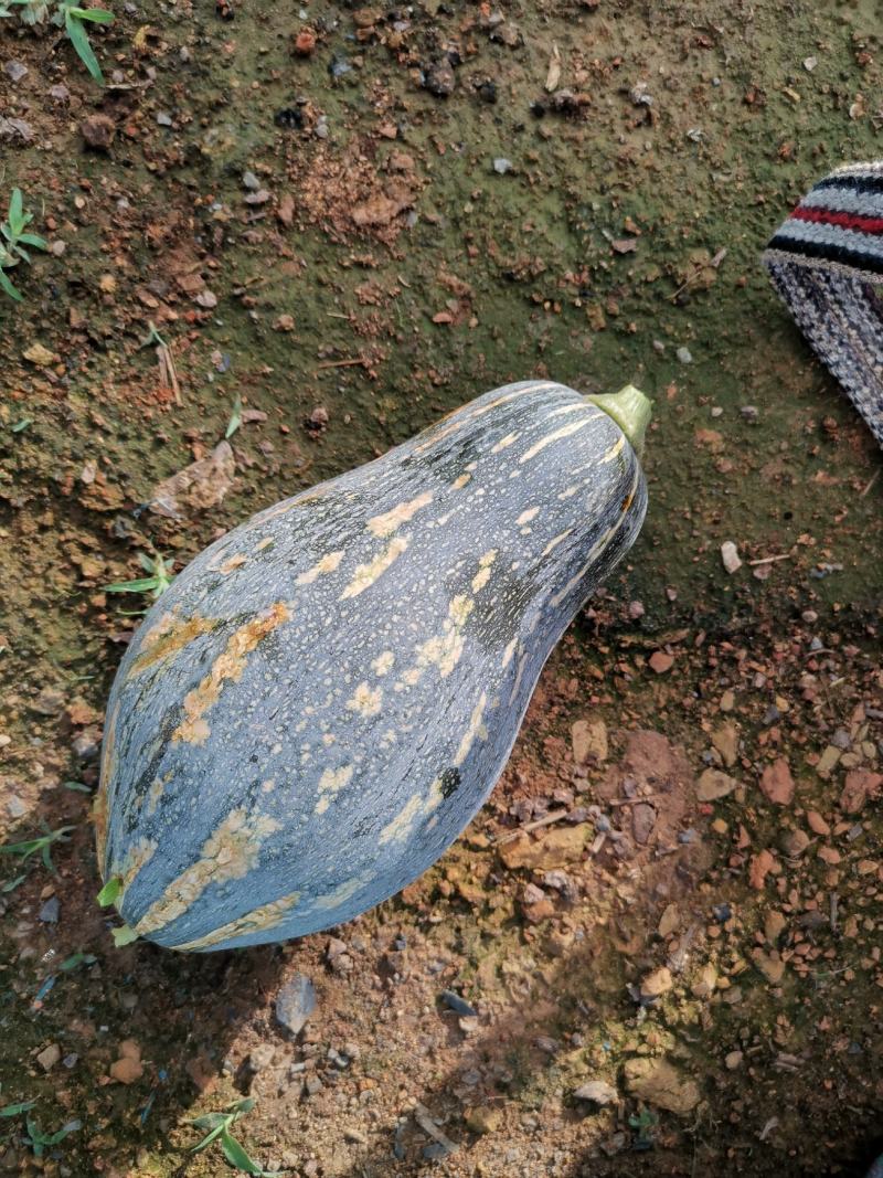 云南香芋南瓜