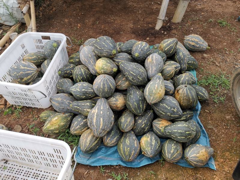 云南香芋南瓜