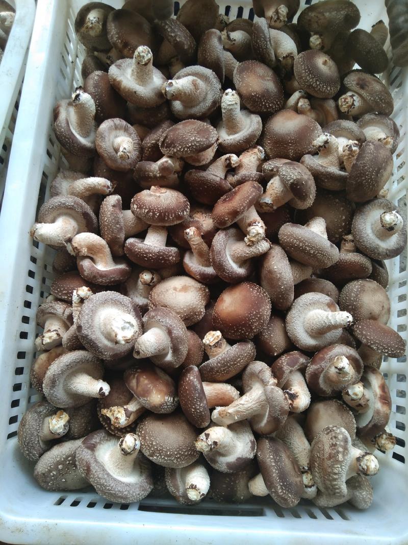 808香菇，0912香菇，各种规格香菇各种剪根香菇，超市