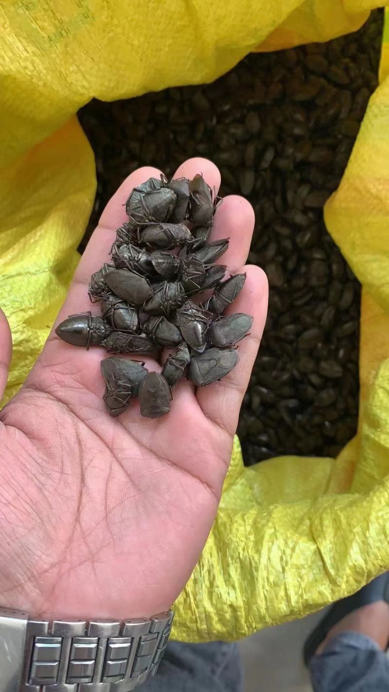 九香虫正品大个无添加产地直供量大从优