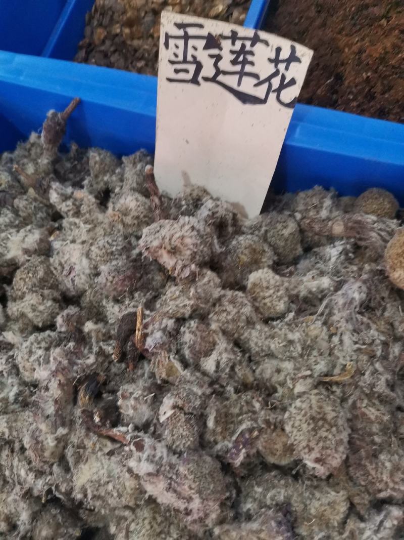优质新疆西藏雪莲花无杂净货规格齐全量大从优