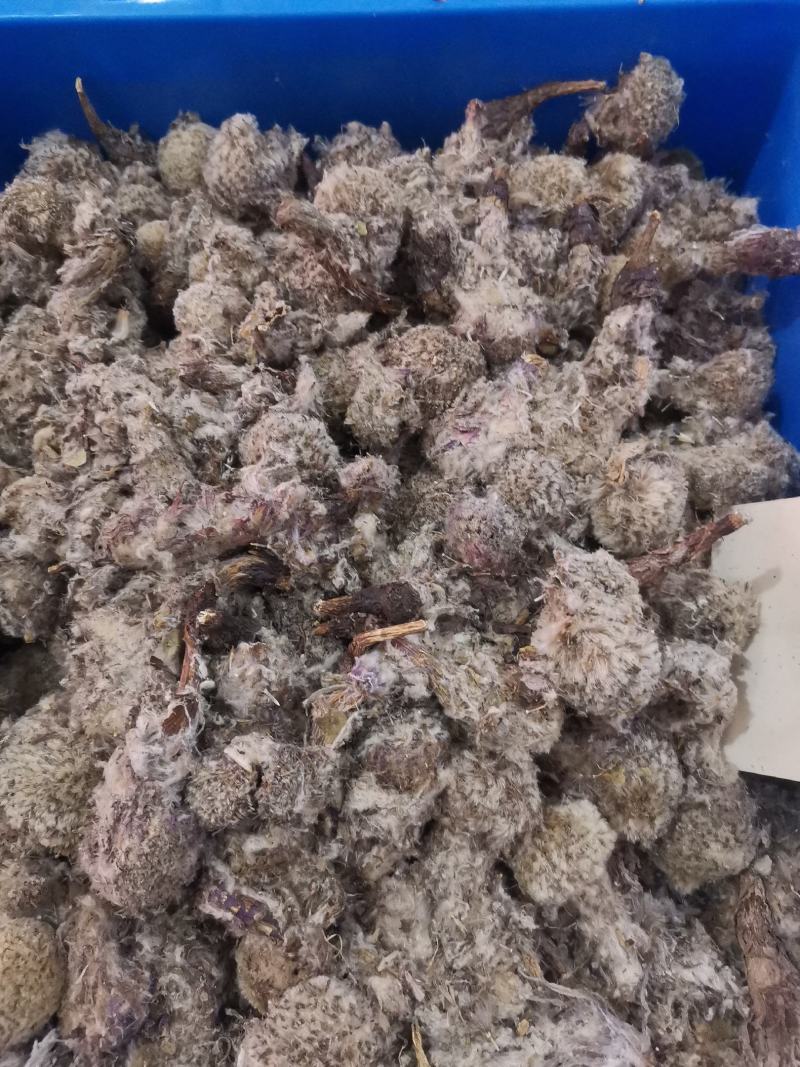 优质新疆西藏雪莲花无杂净货规格齐全量大从优