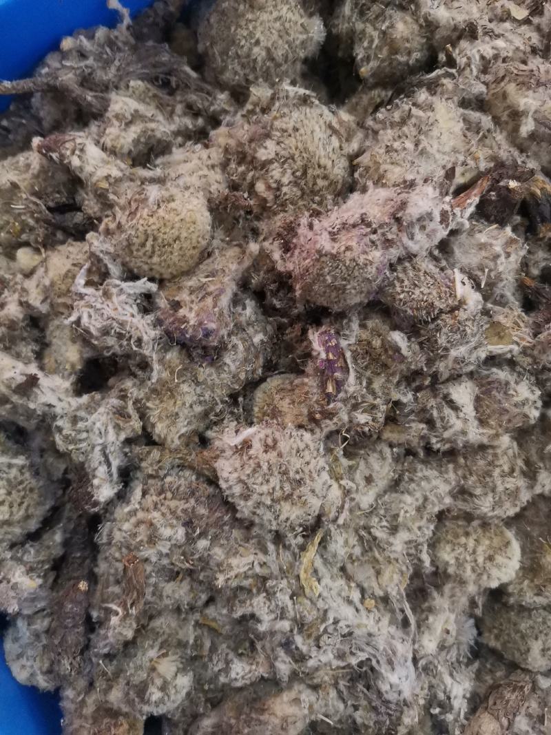 优质新疆西藏雪莲花无杂净货规格齐全量大从优