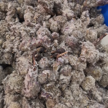 优质新疆西藏雪莲花无杂净货规格齐全量大从优
