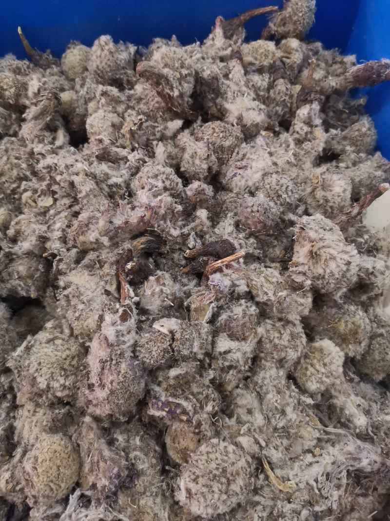 优质新疆西藏雪莲花无杂净货规格齐全量大从优