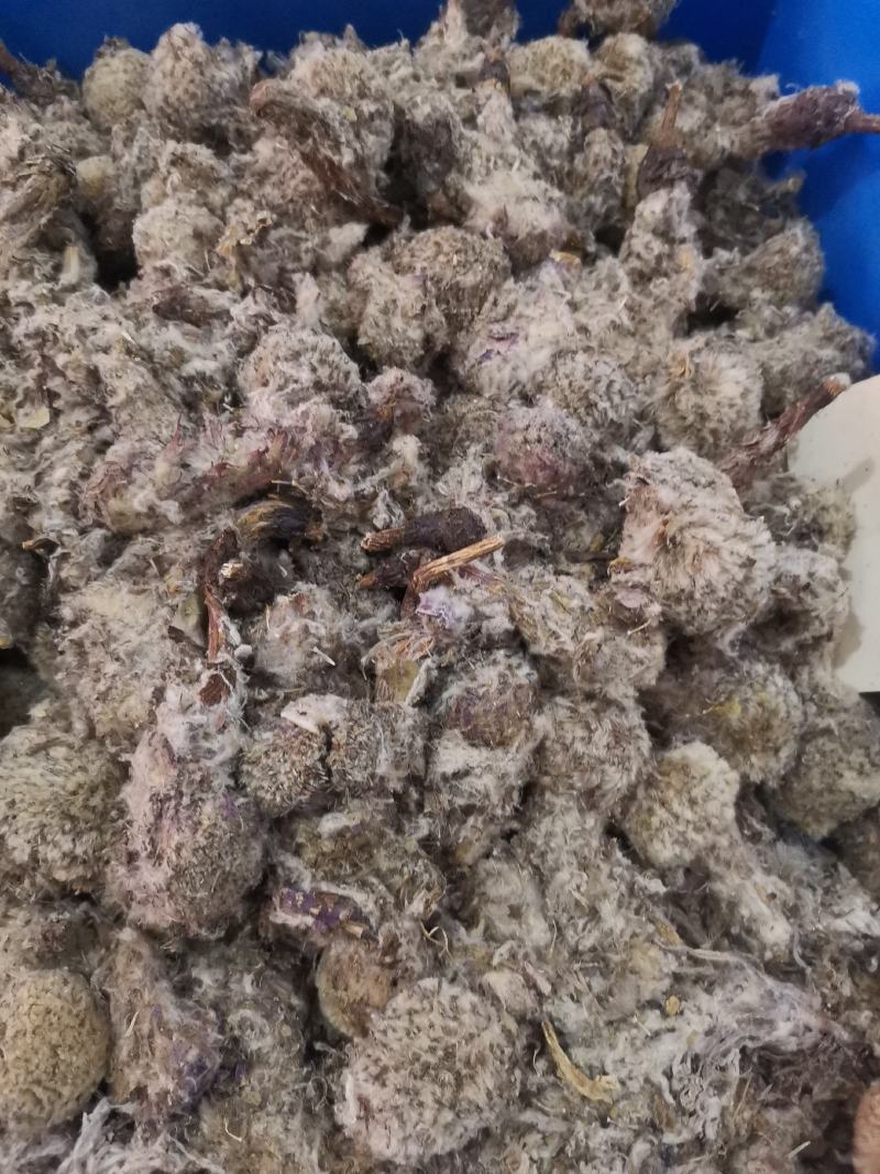 优质新疆西藏雪莲花无杂净货规格齐全量大从优