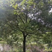 朴树，20-60公分的单杠朴树，工程苗及苗圃精品长期供应