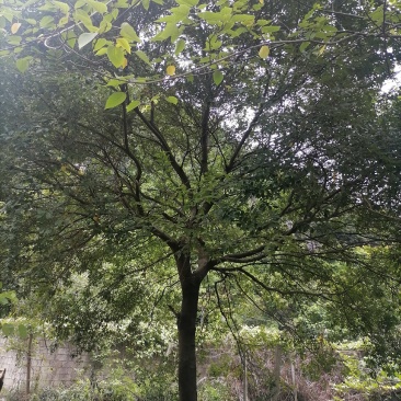 朴树，20-60公分的单杠朴树，工程苗及苗圃精品长期供应