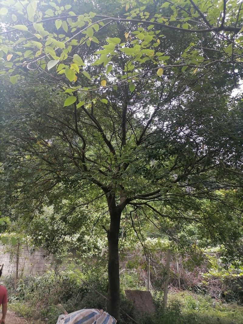 朴树，20-60公分的单杠朴树，工程苗及苗圃精品长期供应
