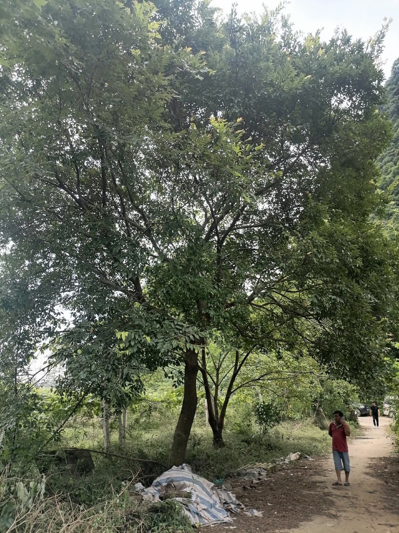 朴树，20-60公分的单杠朴树，工程苗及苗圃精品长期供应
