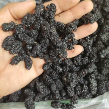 新疆桑葚果干货无添加硫熏保持原生态批发供应产地直发一手