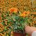 孔雀草，橘红，黄的两个颜色，冠幅大，开花齐，质量优