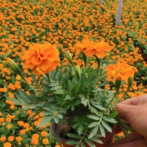 孔雀草，橘红，黄的两个颜色，冠幅大，开花齐，质量优