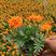 孔雀草，橘红，黄的两个颜色，冠幅大，开花齐，质量优