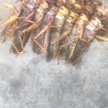 烧烤蚂蚱串