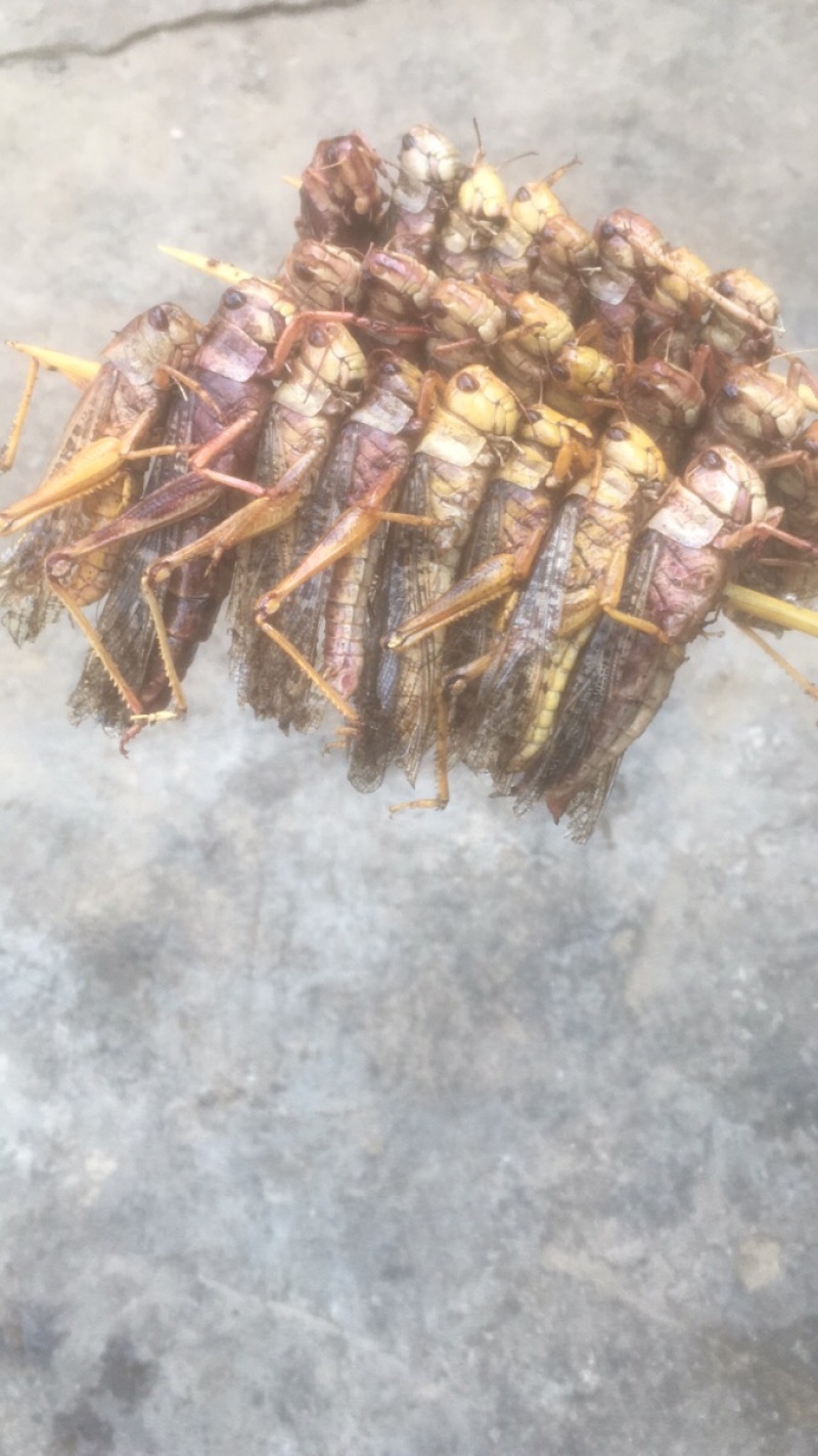 烧烤蚂蚱串
