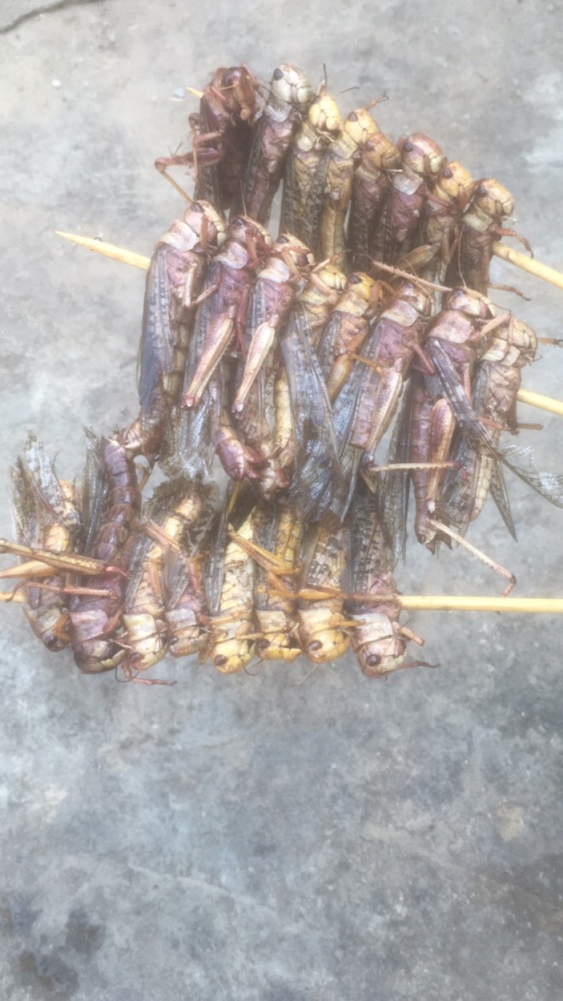 烧烤蚂蚱串