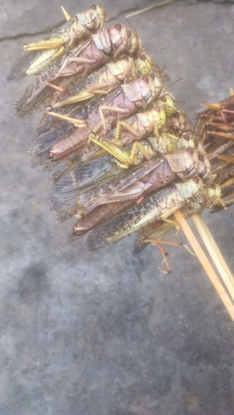 烧烤蚂蚱串