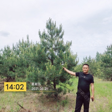 油松，3.5米-6米油松，量大庆阳货源要的随时联系
