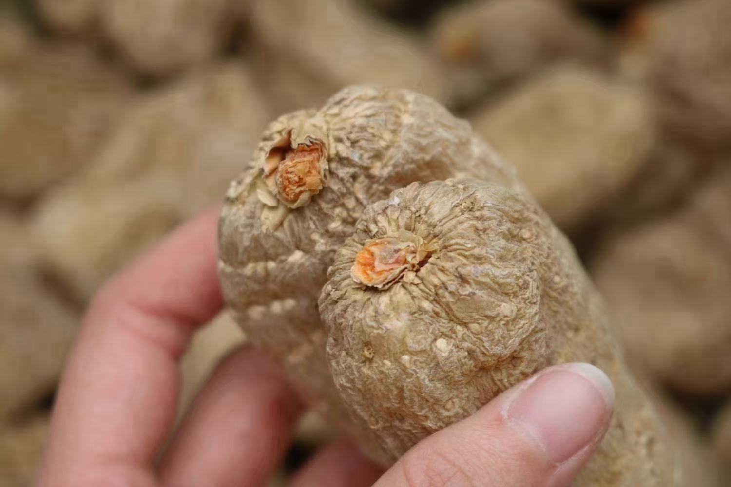 百合地黄汤药材特写图