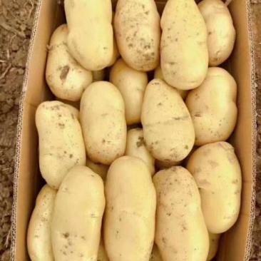 土豆