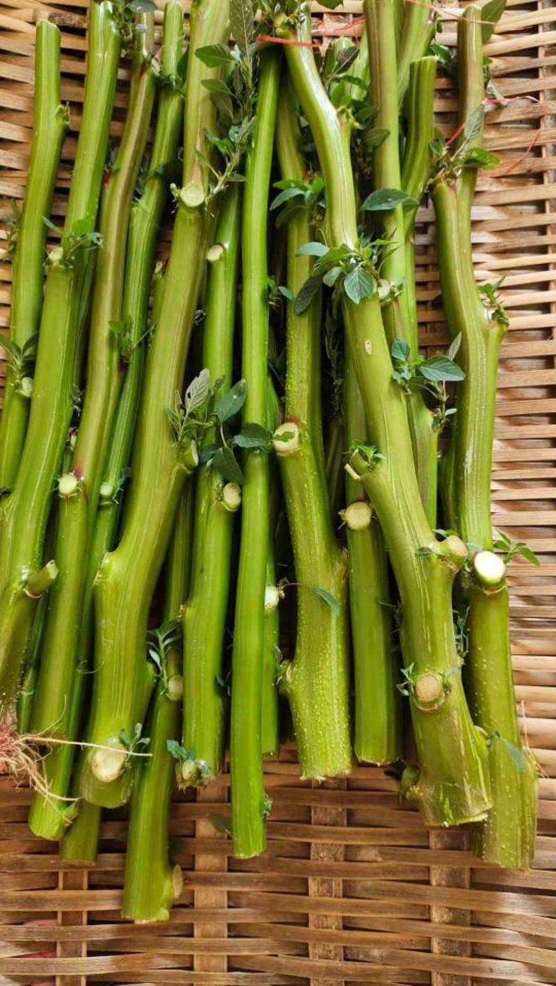 霉苋菜刺苋茎汉菜茎新鲜现摘现发野苋菜茎