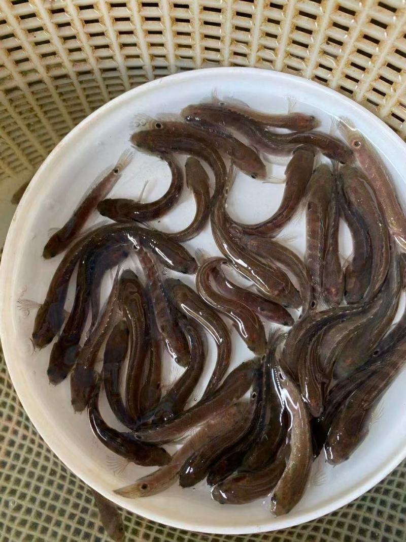 七星鱼苗，全国发货，欢迎订购。优良品种欢迎全国客户前来订
