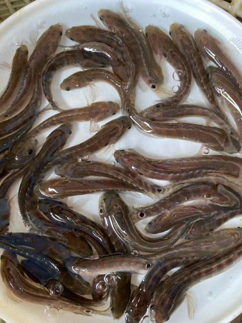 七星鱼苗，全国发货，欢迎订购。优良品种欢迎全国客户前来订