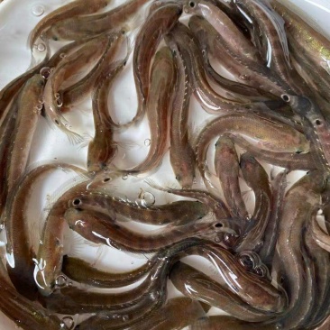 七星鱼苗，全国发货，欢迎订购。优良品种欢迎全国客户前来订