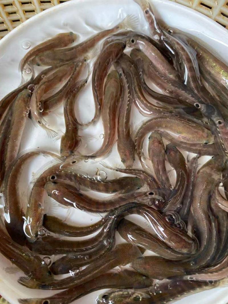 七星鱼苗，全国发货，欢迎订购。优良品种欢迎全国客户前来订